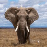 Using elephants to better your software development, project management and water intake.